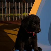 Cucciolata Labrador in donazione