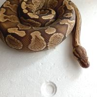 Pitone Reale Ghi Butter Maschio CB/2021