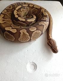 Pitone Reale Ghi Butter Maschio CB/2021