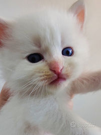 Cucciolo Siberiano Ipoallergenico