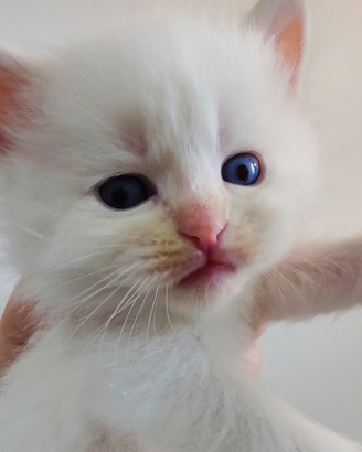 Cucciolo Siberiano Ipoallergenico