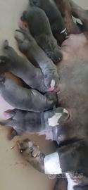 American bully