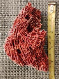 Corallo Rosso Tubipora Musica red