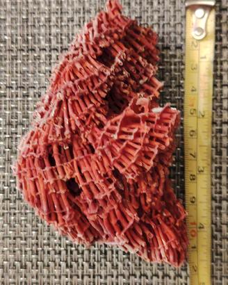 Corallo Rosso Tubipora Musica red