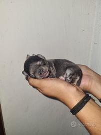 Cuccioli chihuahua
