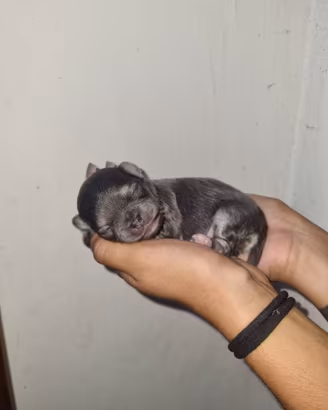 Cuccioli chihuahua