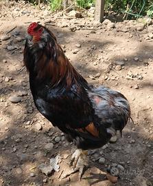 Araucana