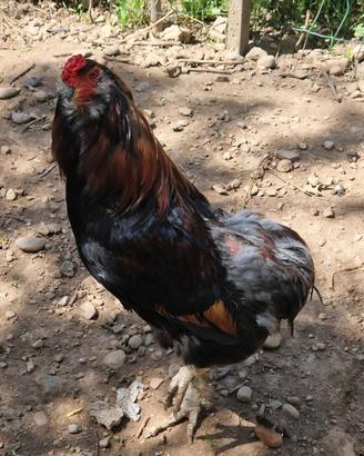Araucana