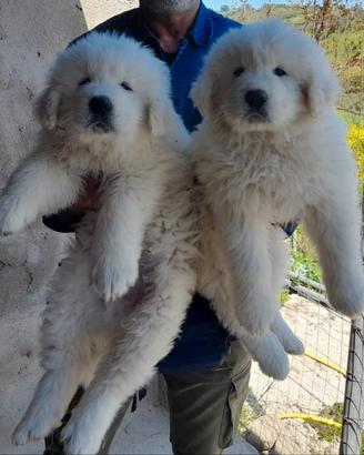 Cuccioli di pastore abruzzese