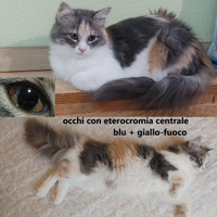 Gattini siberiani unici