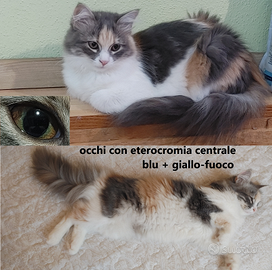 Gattini siberiani unici