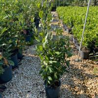 piante da bordatura e siepe 