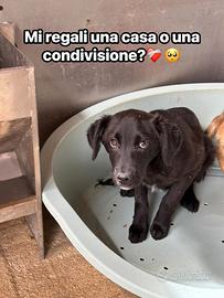 Adozione cucciolo dolcissimo