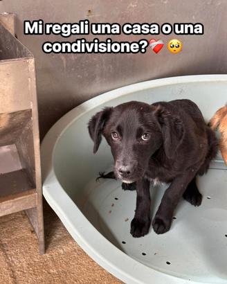 Adozione cucciolo dolcissimo