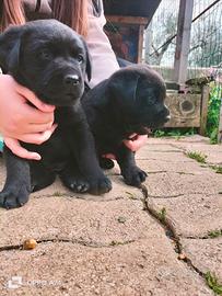 Cuccioli labrador