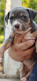 Pitbull ukc