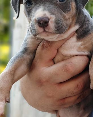 Pitbull ukc