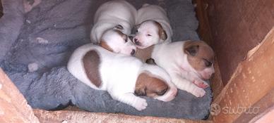Cuccioli jack russel