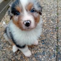 Ultimo pastore australiano blu merle con pedigree