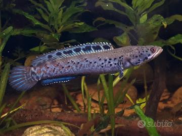 Betta selvatici Channa (pesci tropicali)