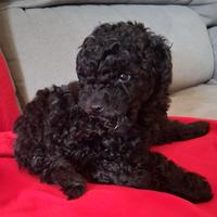 Cucciolo di barboncino toy