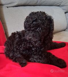 Cucciolo di barboncino toy