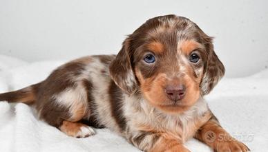 Piccoli di bassotto