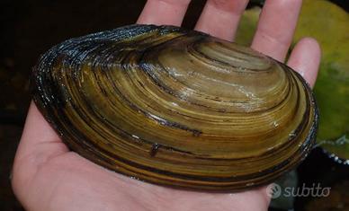 Anodonta Cygnea (Cozza filtrante)