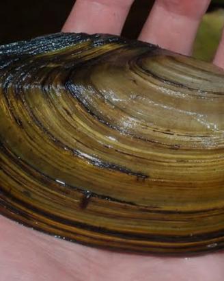 Anodonta Cygnea (Cozza filtrante)
