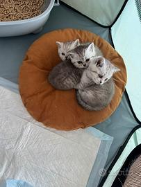 British shorthair