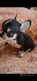 Ceduto Chihuahua mini stupendi puri FOTO REALI