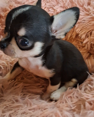 Ceduto Chihuahua mini stupendi puri FOTO REALI