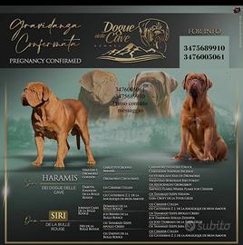 Cuccioli dogue de Bordeaux