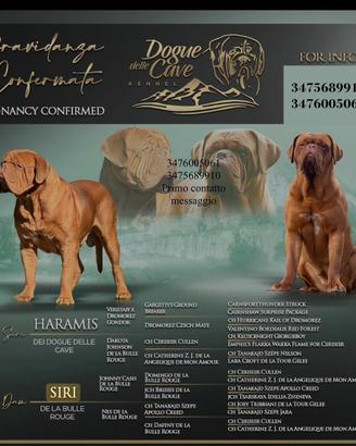 Cuccioli dogue de Bordeaux