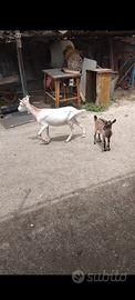 Capra piu capretta