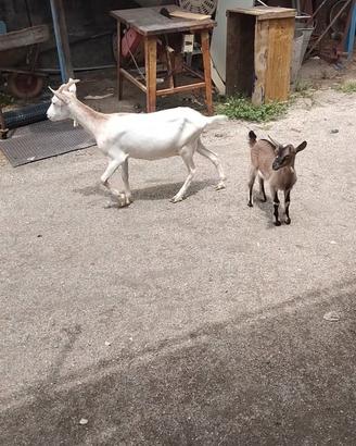 Capra piu capretta