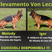 Cuccioli pastore tedesco pelo corto e lungo