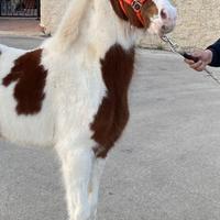 Cavallo già addestrato