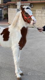 Cavallo già addestrato