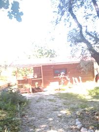 Terreno con ulivi e rimessaggio