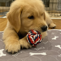 Cuccioli GOLDEN RETRIEVER ANGLOAMERICANI