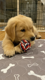 Cuccioli GOLDEN RETRIEVER ANGLOAMERICANI