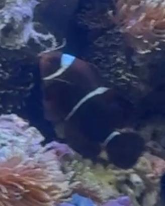 Premnas Biaculeatus