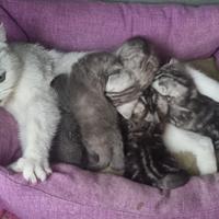 Gattini scottish fold straight cuccioli adorabili