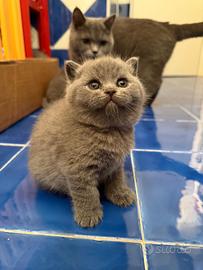 Gatti British Shorthair