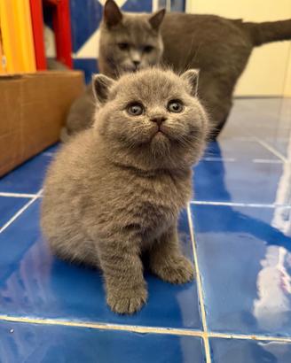 Gatti British Shorthair