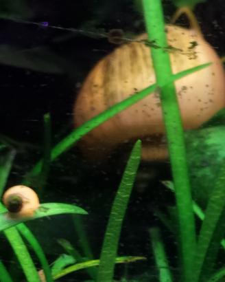 Ampullaria gold/lumache per acquario