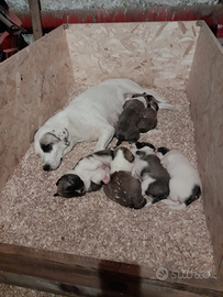 Pastore Asia Centrale