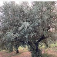 Luogosano Uliveto avviato ed in piena produzione
