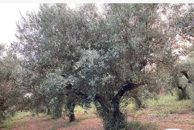 Luogosano Uliveto avviato ed in piena produzione